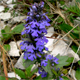 Ajuga genevensis